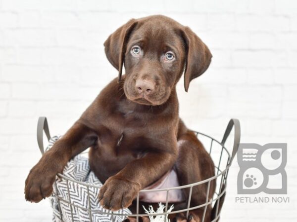 Labrador Retriever DOG Male Chocolate 34196 Petland Novi, Michigan