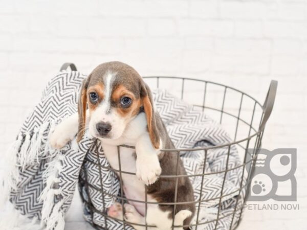 Beagle DOG Male Blue 34197 Petland Novi, Michigan