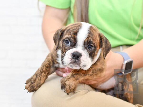 English Bulldog DOG Male Brindle 34198 Petland Novi, Michigan