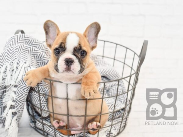 French Bulldog-DOG-Male-Fawn w/Blk Mask-34199-Petland Novi, Michigan