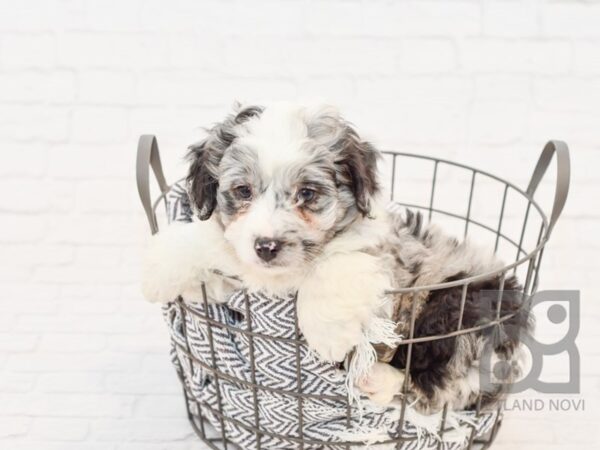 Mini Aussiedoodle DOG Male Blue Merle 34200 Petland Novi, Michigan