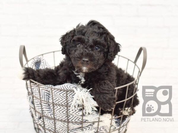 Mini Aussiedoodle-DOG-Female-Black & White-34201-Petland Novi, Michigan