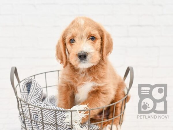 Labradoodle-DOG-Male-Cream & White-34202-Petland Novi, Michigan