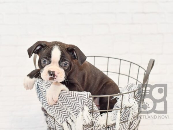 Boston Terrier DOG Male Black / White 34203 Petland Novi, Michigan