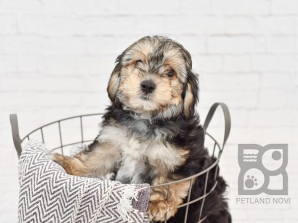 Yorkiepoo-DOG-Male-Black / Tan-34208-Petland Novi, Michigan