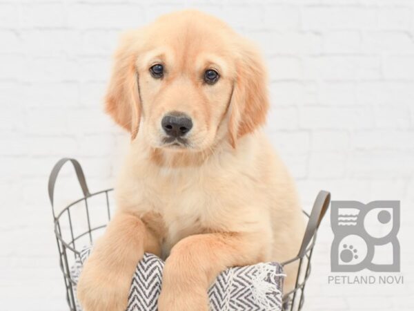 Golden Retriever-DOG-Male-Light Golden-34204-Petland Novi, Michigan