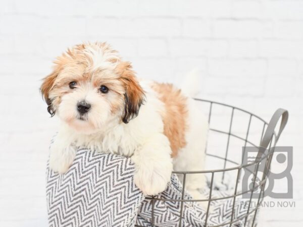 Havapoo-DOG-Female-Gold & White-34205-Petland Novi, Michigan