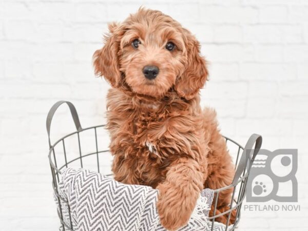 Mini Goldendoodle-DOG-Female-Red-34206-Petland Novi, Michigan