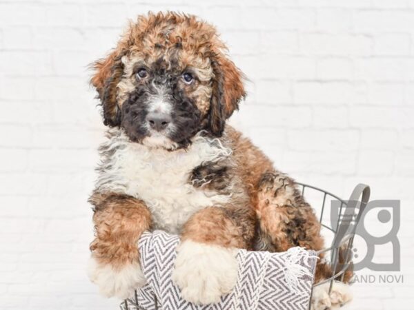 Bernadoodle DOG Male 34207 Petland Novi, Michigan