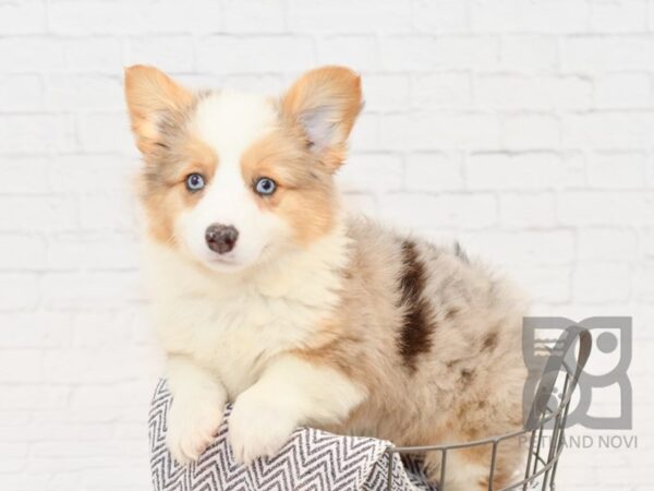 Cardigan/Pembroke Corgi DOG Male Blue Merle 34209 Petland Novi, Michigan