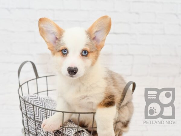 Cardigan/Pembroke Corgi-DOG-Male-Red Merle-34210-Petland Novi, Michigan