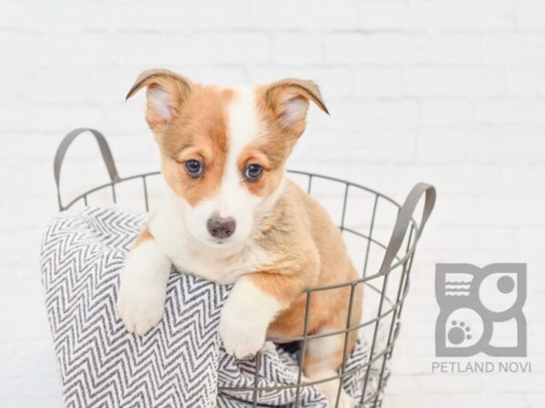 Cardigan/Pembroke Corgi DOG Female Sable 34211 Petland Novi, Michigan