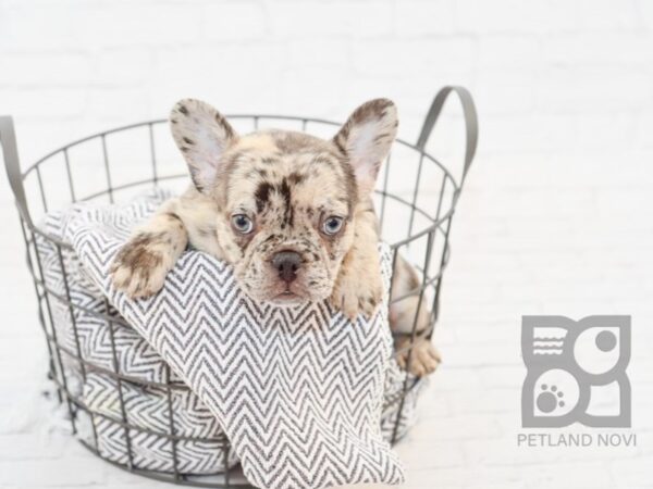 French Bulldog-DOG-Female-Merle-34212-Petland Novi, Michigan