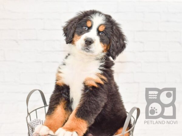 Bernese Mountain Dog-DOG-Male-Tri-34213-Petland Novi, Michigan