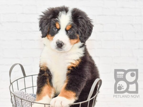 Bernese Mountain Dog DOG Male Tri 34214 Petland Novi, Michigan