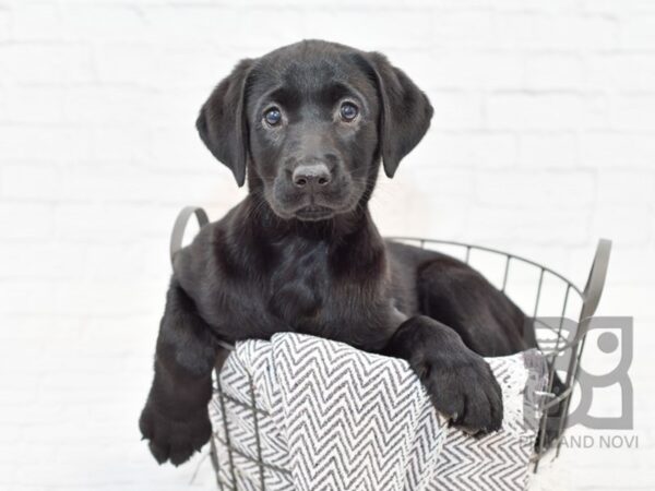 Labrador Retriever DOG Female Black 34215 Petland Novi, Michigan