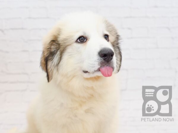 Great Pyrenees DOG Male White 34216 Petland Novi, Michigan