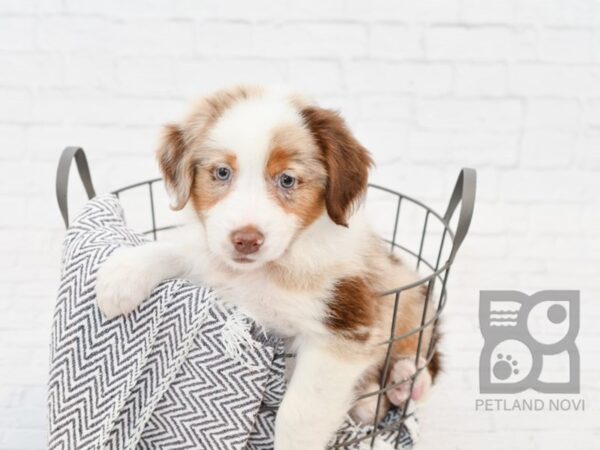 Mini Aussie DOG Female RED MERLE 34217 Petland Novi, Michigan