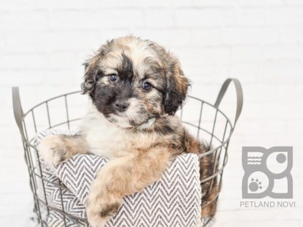 Daisy Dog-DOG-Male-MERLE-34218-Petland Novi, Michigan