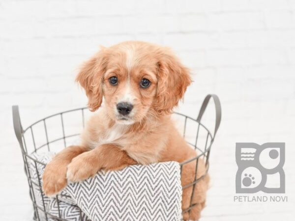 Cavapoo-DOG-Male-RED WH-34219-Petland Novi, Michigan