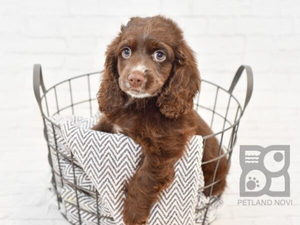 Chiweenie DOG Female CHOC 34220 Petland Novi, Michigan