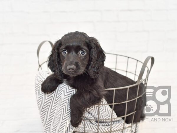 Chiweenie DOG Female BLK 34221 Petland Novi, Michigan