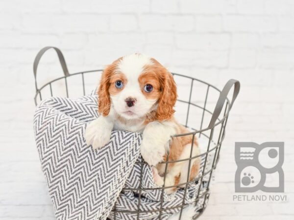 Cavalier King Charles Spaniel DOG Male BLENHIEM 34222 Petland Novi, Michigan