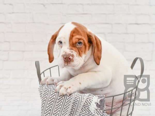 3/4 Beabull-DOG-Male-BROWN WH-34223-Petland Novi, Michigan