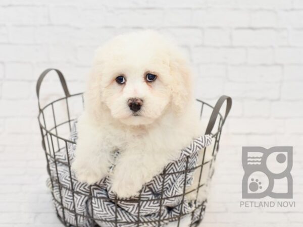 Bichon Frise DOG Male White 34224 Petland Novi, Michigan