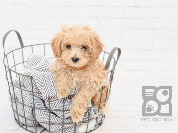 Maltipoo DOG Female RED 34225 Petland Novi, Michigan