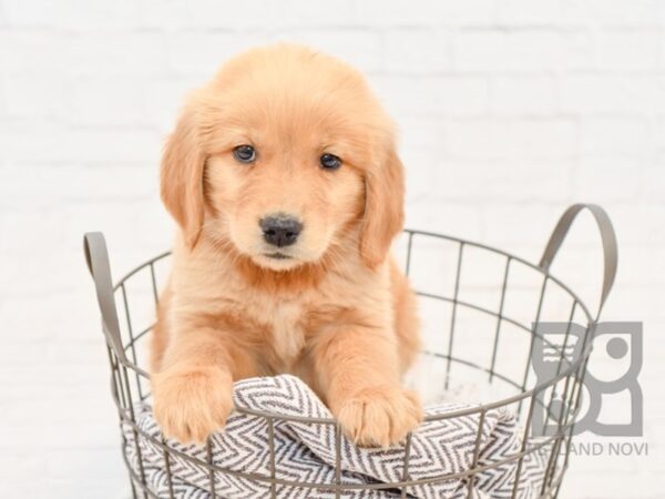 Golden Retriever-DOG-Female-Golden-34226-Petland Novi, Michigan