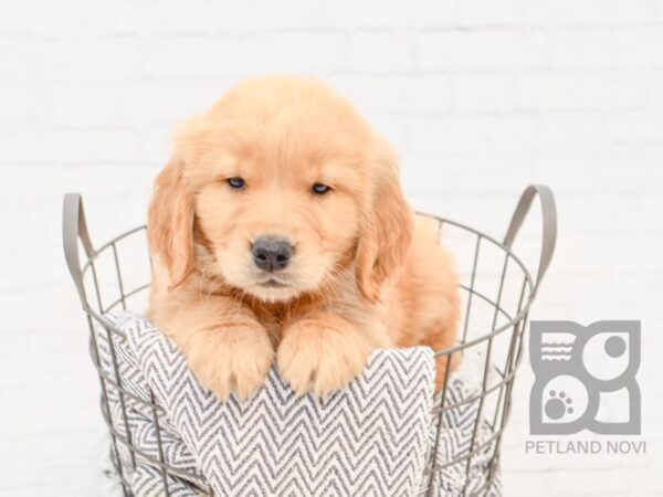 Golden Retriever-DOG-Male-Golden-34227-Petland Novi, Michigan