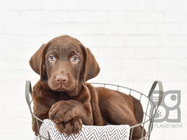 Labrador Retriever DOG Female Chocolate 34228 Petland Novi, Michigan