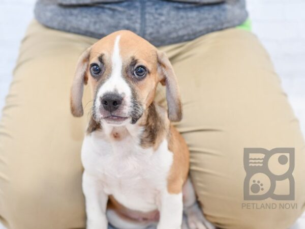 Frengle DOG Male Brown / White 34229 Petland Novi, Michigan