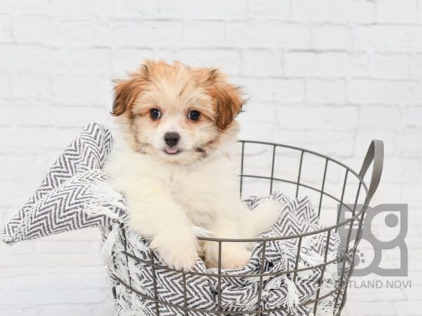 Teddy Bear Pom-DOG-Male-Sable / White-34230-Petland Novi, Michigan