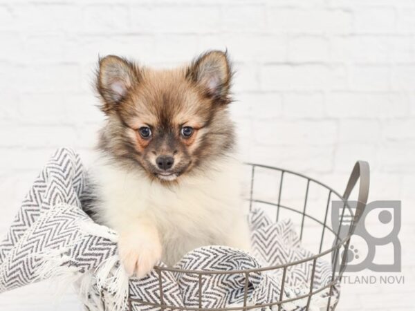 Pomeranian DOG Male Sable / White 34231 Petland Novi, Michigan