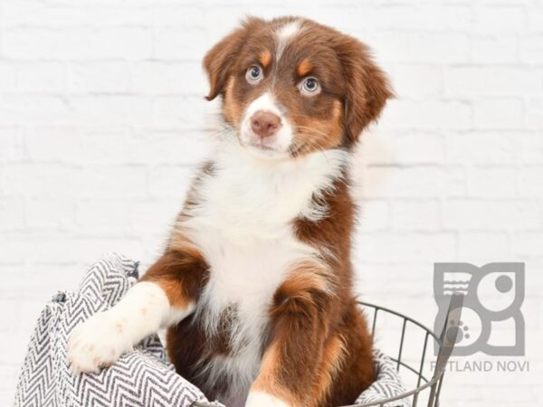 Australian Shepherd DOG Female Red Tri 34232 Petland Novi, Michigan