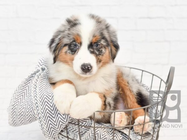 Australian Shepherd DOG Male Blue Merle 34233 Petland Novi, Michigan