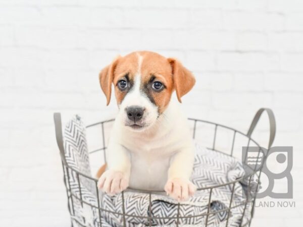 Jack Russell DOG Male Tri 34234 Petland Novi, Michigan