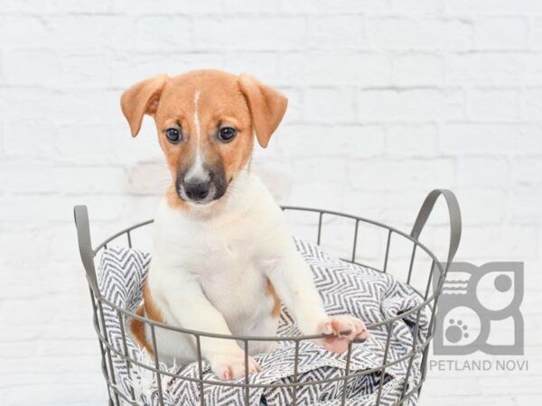 Jack Russell DOG Male Tri 34235 Petland Novi, Michigan