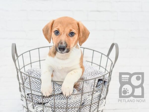 Jack Russell DOG Male Tri 34236 Petland Novi, Michigan