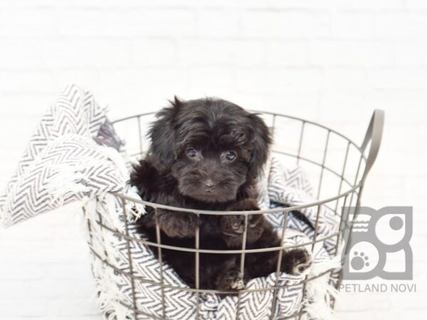 Yorkie Poo DOG Female BLK 34237 Petland Novi, Michigan