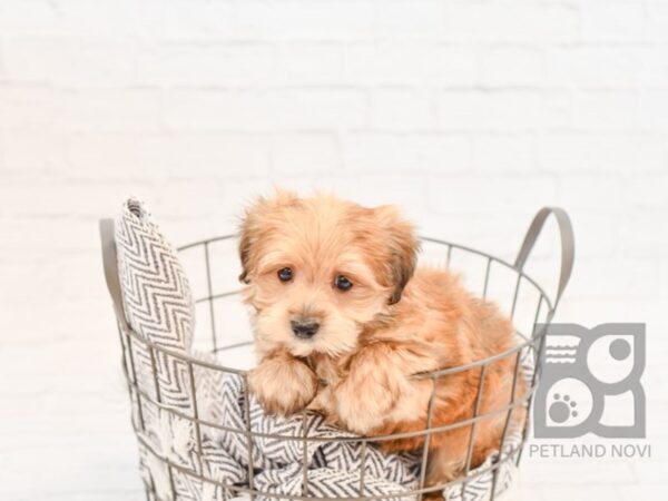 Morkie-DOG-Male-BRINDLE-34238-Petland Novi, Michigan