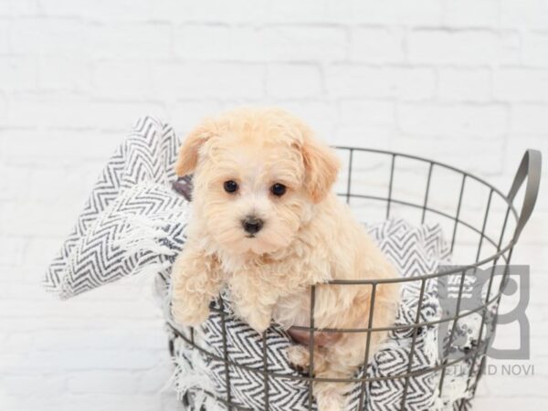 Schnoodle-DOG-Female-APRICOT-34239-Petland Novi, Michigan