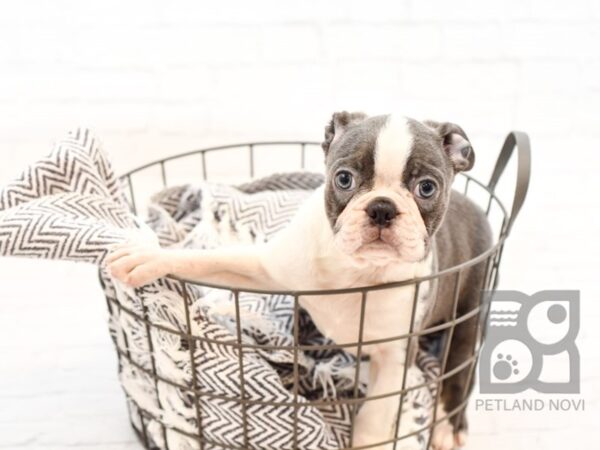 Boston Terrier DOG Male GREY WHITE 34240 Petland Novi, Michigan