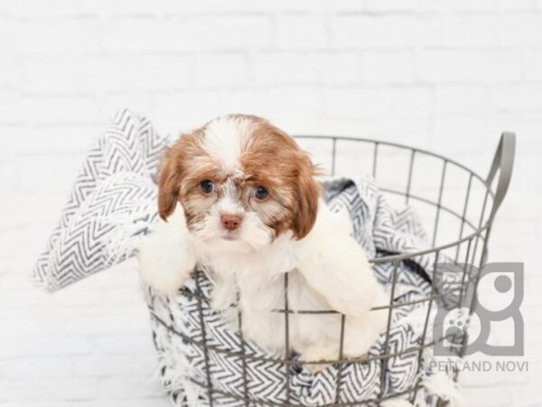 Shorkie-DOG-Female-CHOC WH-34242-Petland Novi, Michigan