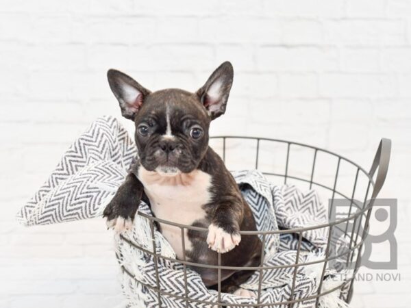 Frenchton DOG Female BLK 34244 Petland Novi, Michigan