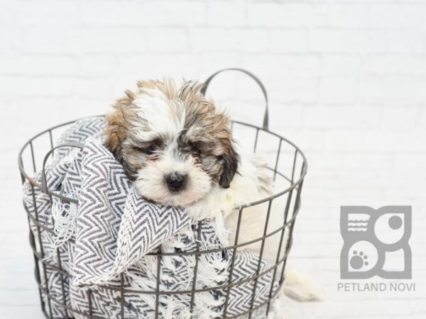 Teddy Bear DOG Male BRN WH 34245 Petland Novi, Michigan