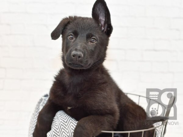 German Shepherd DOG Female BLACK 34246 Petland Novi, Michigan