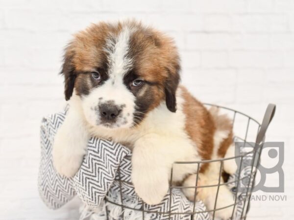 Saint Bernard DOG Male SABLE WHITE 34247 Petland Novi, Michigan